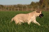 KANGAL 156